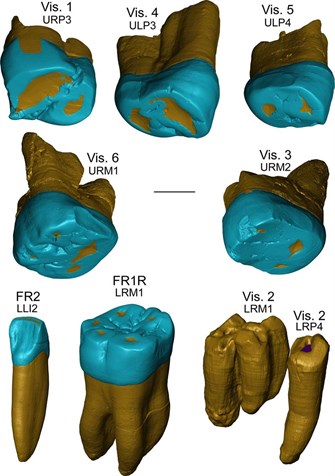 Neanderthalteeth2