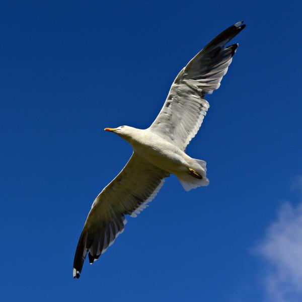 soaring bird