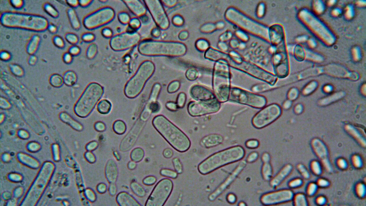 How Bacteria Predict the Future