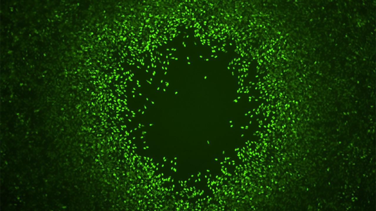 The Cost of Surviving