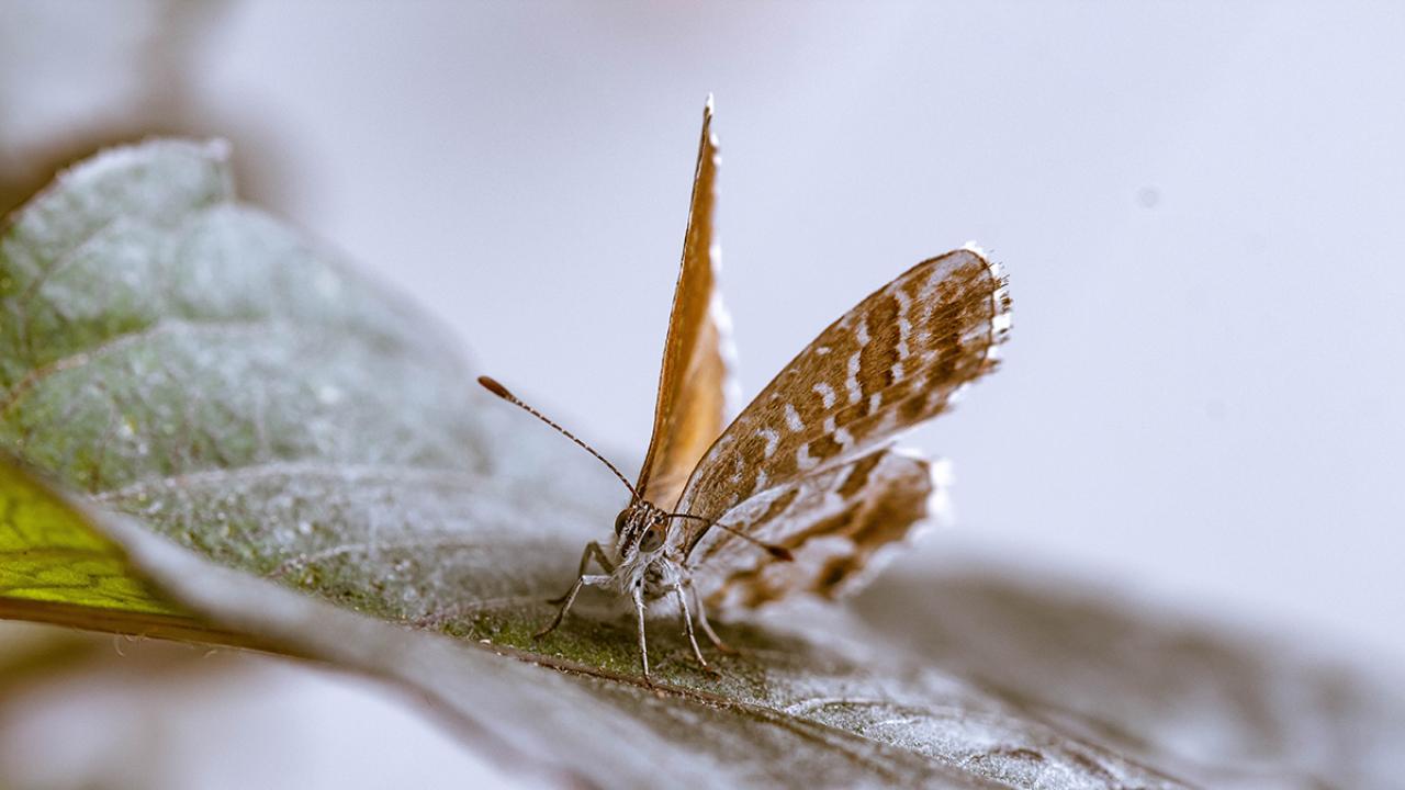 From Moths to Olfactory Search Models