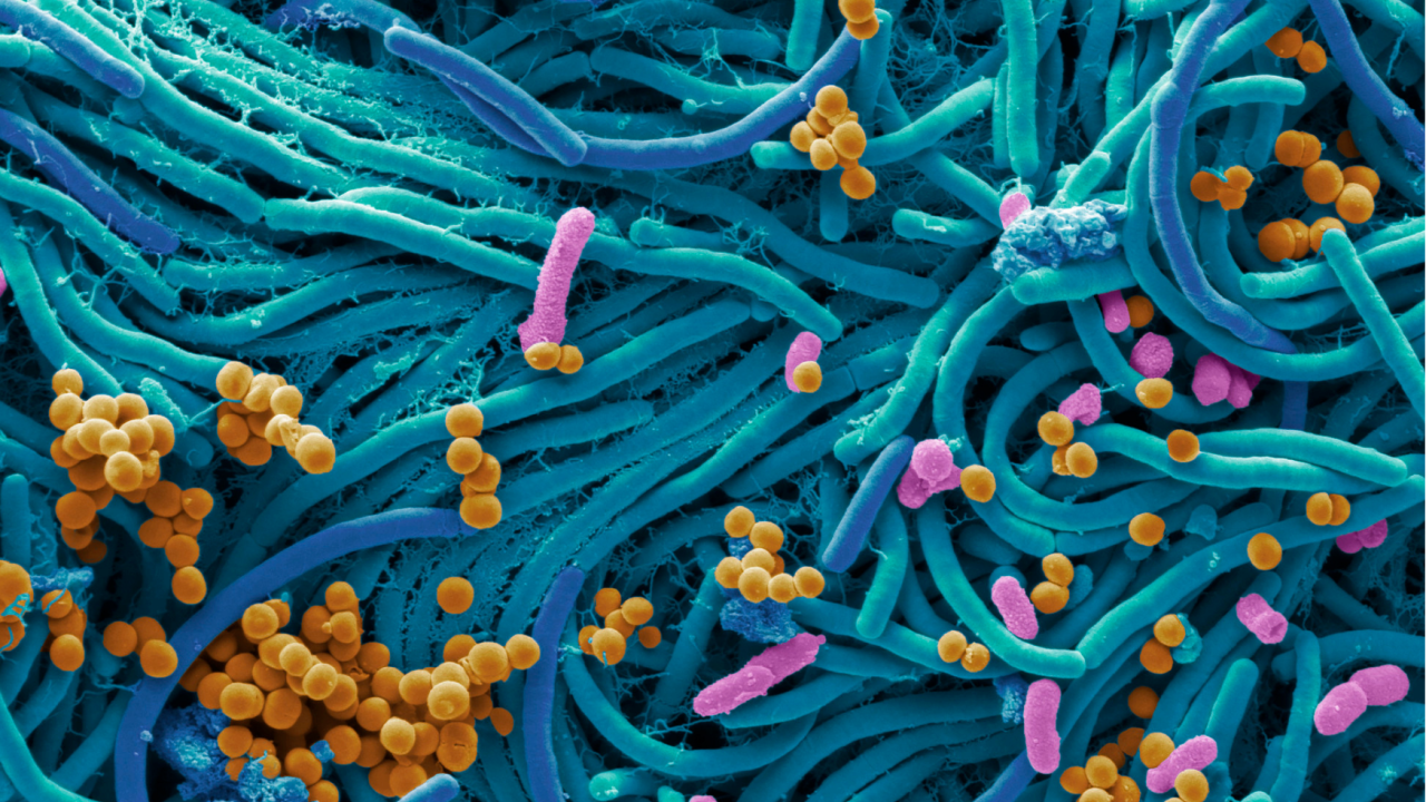 Macroscopic laws for a microscopic world