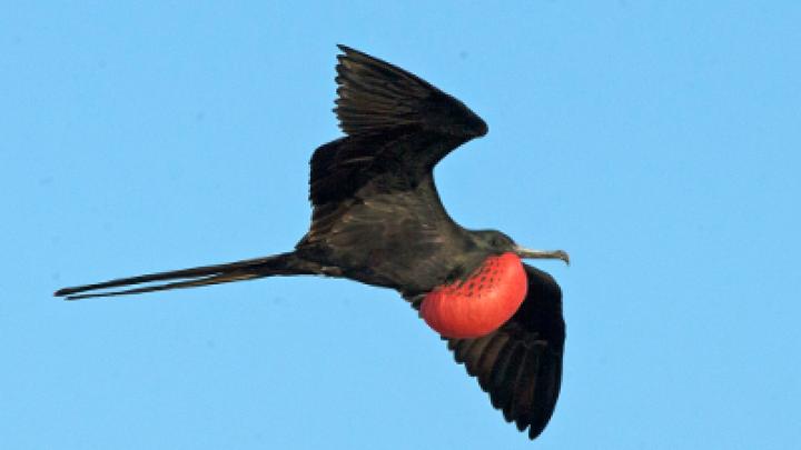 The magnificent frigatebird can exploit thermals to reach 2,500 m altitude and then redescends to the sea