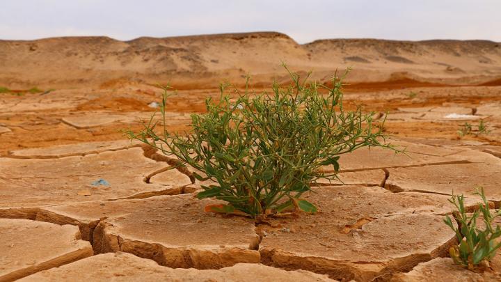 parched desert