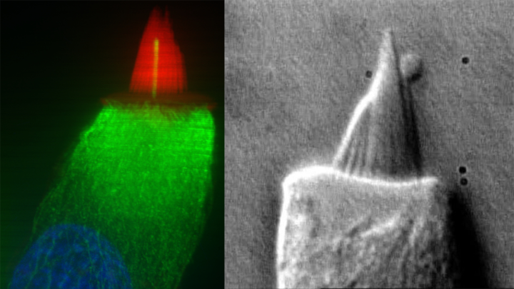 Microscopy images of hair bundles