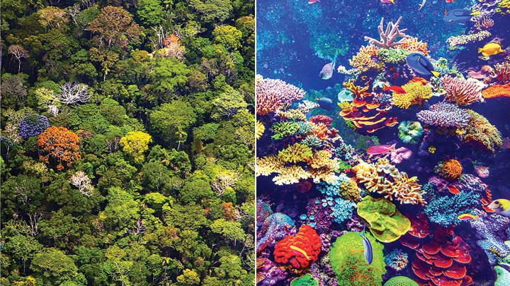 Photo of rainforest and coral reef