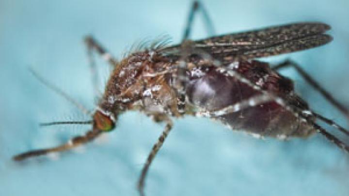 Climate Prediction and Malaria