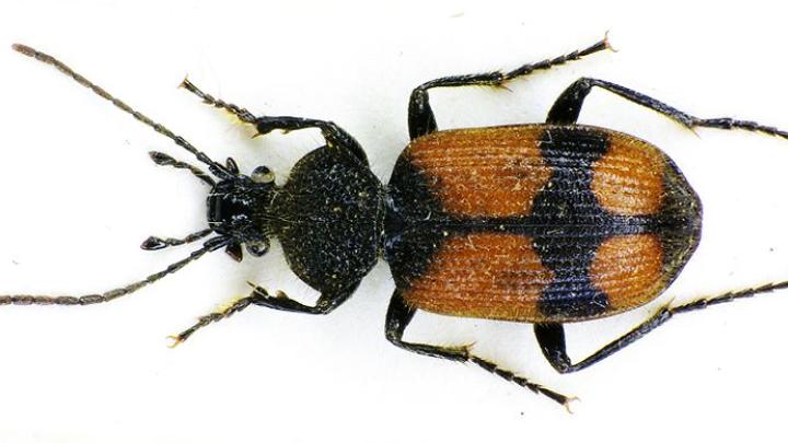 ground beetle Panagaeus cruxmajor.By Siga (CC-BY-SA-3.0-2.5-2.0-1.0 via Wikimedia Commons)