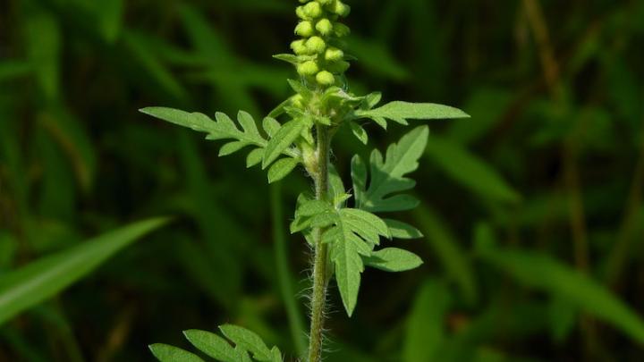 Ambrosia artemisiifolia (Image credit: https://www.flickr.com/photos/dendroica/14941237015 Dendroica cerulea)